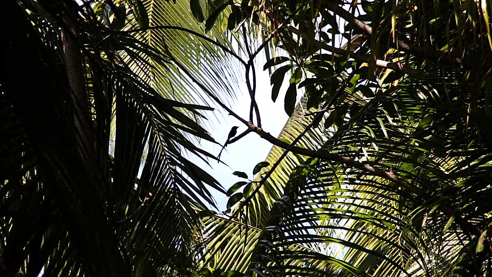 Claire Obscuur tropical bird Flycatcher Seychelles